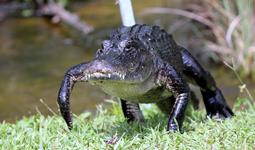 american_alligator